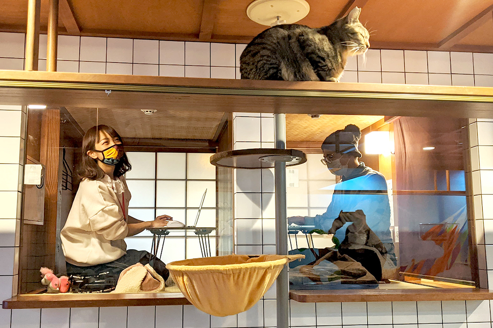 猫 と 泊まれる 宿 西日本