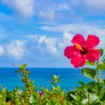 okinawa-top