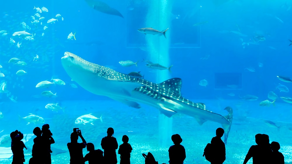 沖縄美ら海水族館。沖縄方言で「ちゅら」は「優雅」を意味する。ジンベイザメが巨大な水槽の中を泳いでいるのをみると、いかに名前にふさわしいかがわかる。