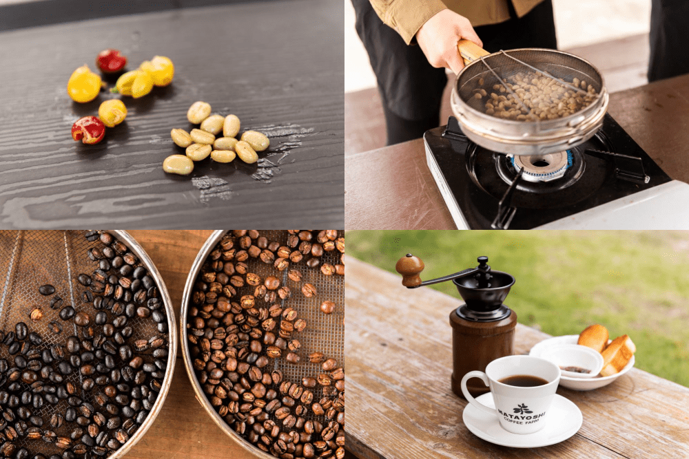 コーヒー豆の収穫から焙煎する工程（一部）