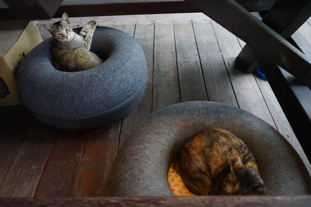 ミアオコ・ホステルの猫たち 