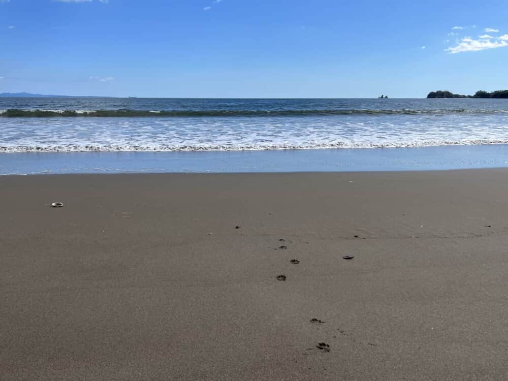 野蒜海岸の砂浜に先客の足跡