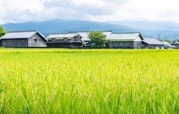 実った稲穂の田んぼの奥に並ぶ古い民家と山並み