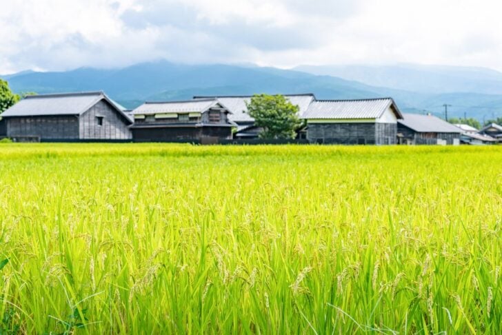 実った稲穂の田んぼの奥に並ぶ古い民家と山並み