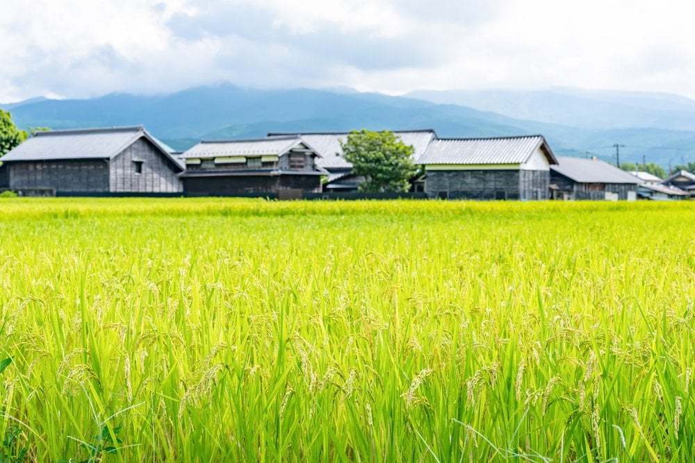 実った稲穂の田んぼの奥に並ぶ古い民家と山並み