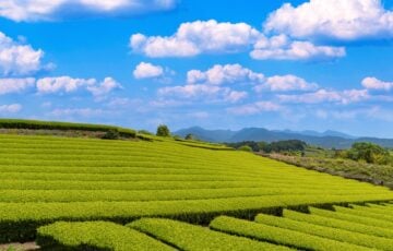 青空の下、丘陵に整然と畝が並ぶ静岡の茶畑と遠くの山並み