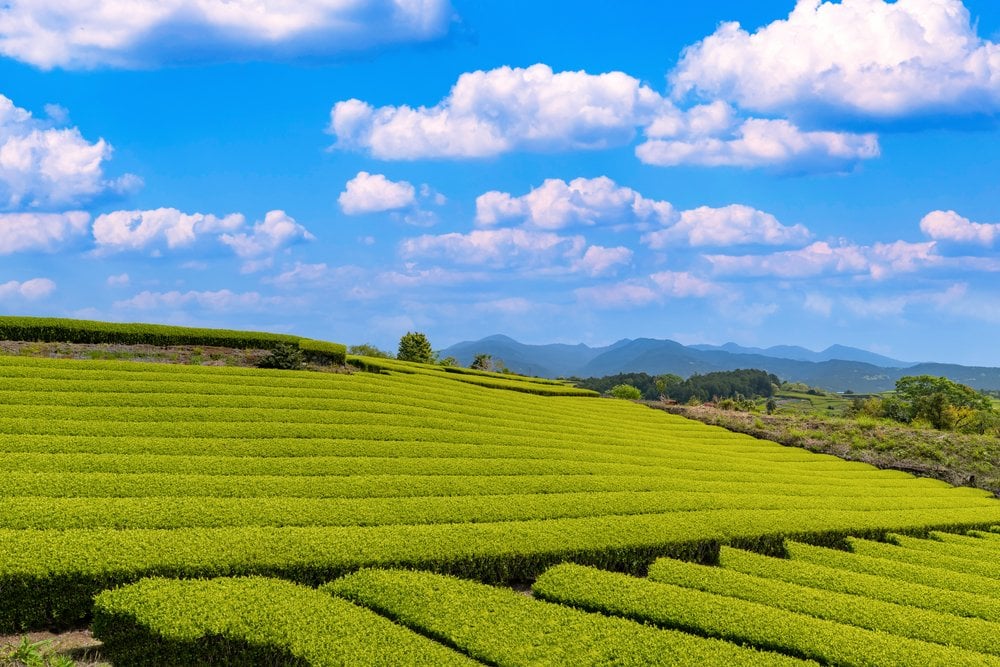 青空の下、丘陵に整然と畝が並ぶ静岡の茶畑と遠くの山並み
