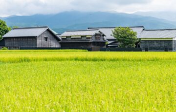 山を背に、稲が実る田んぼの奥に並ぶ古い日本家屋