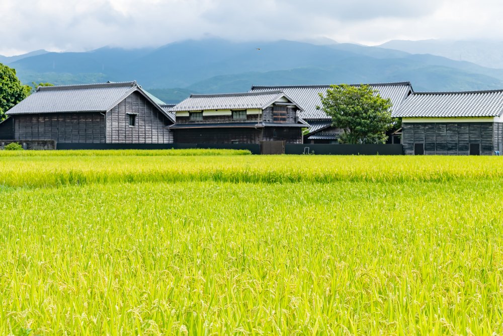山を背に、稲が実る田んぼの奥に並ぶ古い日本家屋