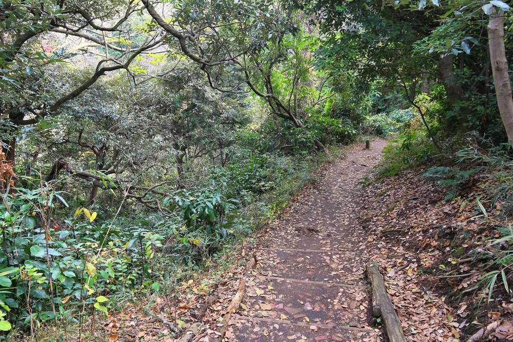 落ち葉が積もる照葉樹の森の中の山道