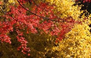 黄色く色づいた木々を背に、陽を受けて赤く染まったモミジの枝