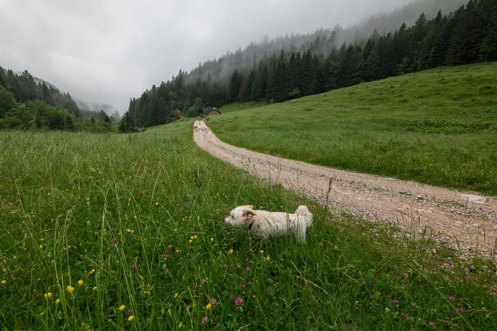 霧の山あいの草原で、砂利道のそばを歩く白い小型犬