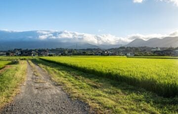 青い稲が広がる田んぼと山並みへ続く砂利道