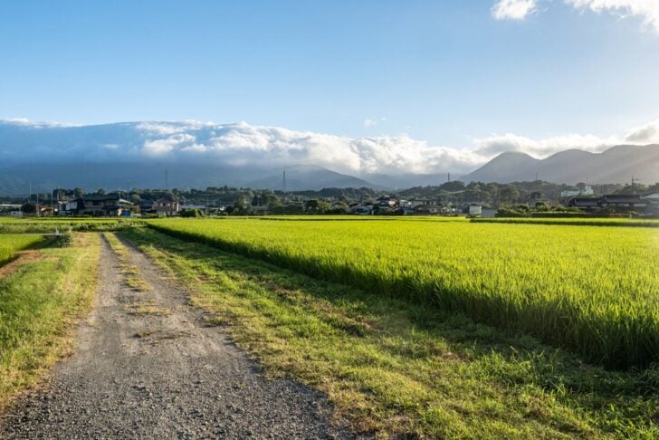青い稲が広がる田んぼと山並みへ続く砂利道