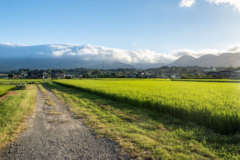 青い稲が広がる田んぼと山並みへ続く砂利道