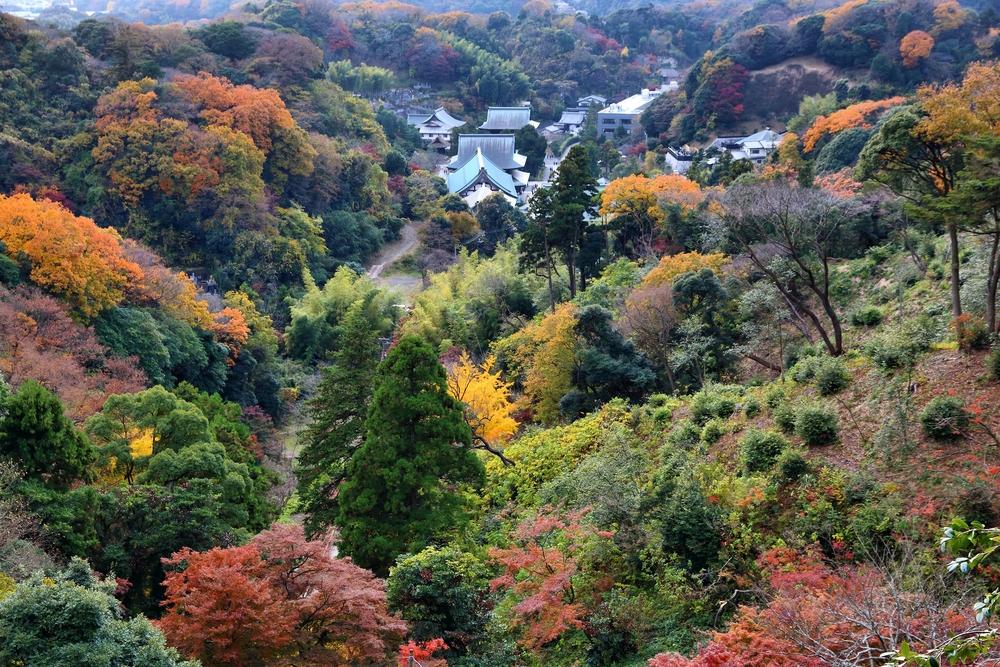 緑と紅葉がまだらに混じる山の斜面と、谷あいの寺の屋根
