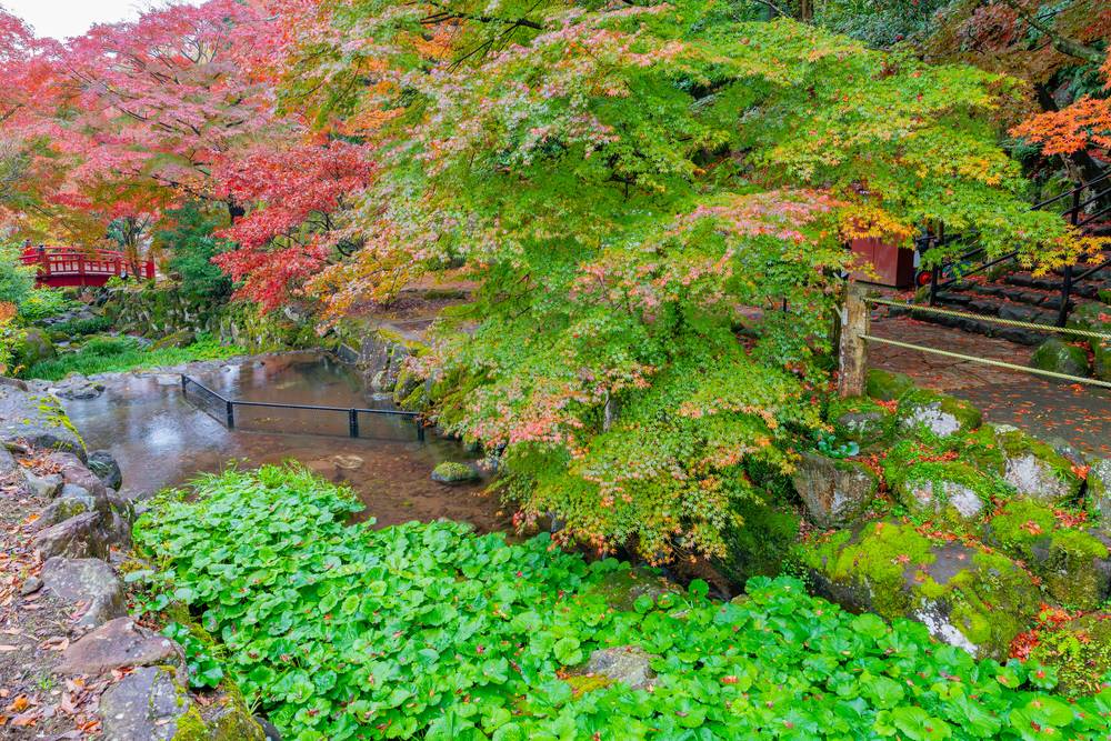 紅葉したもみじと苔むした石、緑の葉が茂る熱海梅園の池のほとり