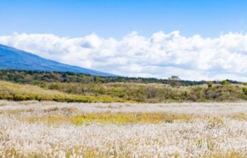 秋の朝霧高原に広がるススキ野原と山すそ、青空と白い雲