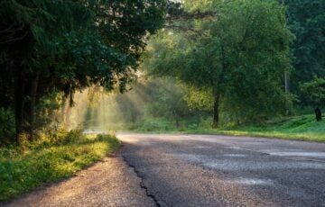 朝の木漏れ日が差し込む、森の中の静かな舗装道路